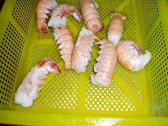 Scampi Tail